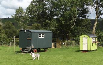 Hygge Hut and the Facilities hut in the meadow and a dog running around.