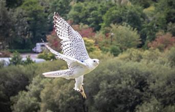 Flying Display at The British Bird of Prey Centre