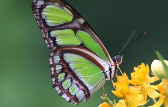 Magic of Life Butterfly House