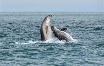 A pair of bottlenose dolphins pictured breaching the surface as they socialise near our dolphin spotting boat Ermol 5 during a two hour trip along the