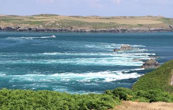 Wildlife boat trips to see the porpoise in the white water in Ramsey Sound on a traditional boat trip or on a fast RHIB