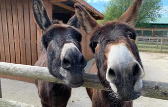 Two brown, fluffy donkeys close to the camera with their heads tilted and leaning on a wooden fence.