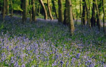 Gogerddan Wood