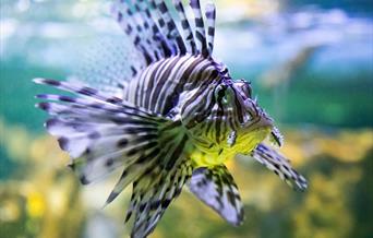 SeaQuarium, Rhyl