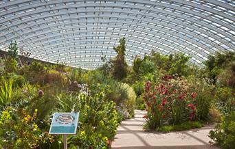 National Botanic Garden of Wales | Great Glasshouse