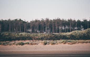 Pembrey Forest