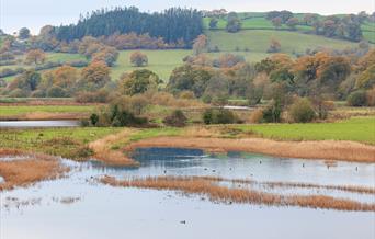 Dinefwr Estate | Waterfowl from the Bird Hide