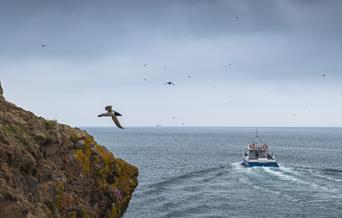 Boat trip to Skomer Island to see puffins