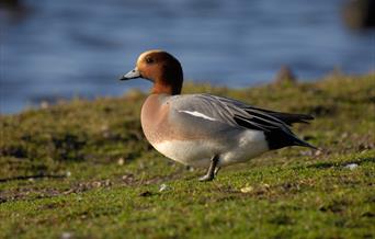 Wigeon
