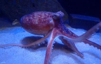 Anglesey Sea Zoo