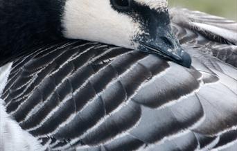 Barnacle Goose