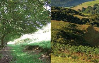 Dyfi Discovery Walk | Ceinws to Llanwrin Walk