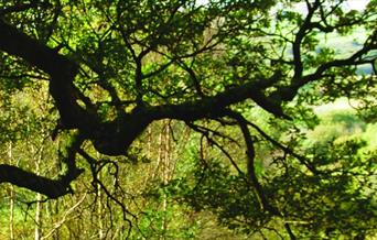 Coed Crafnant Reserve