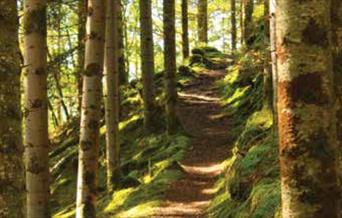 Coed Maen Arthur Trail