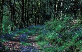 Coed y Foel Woodland and Countryside Walk