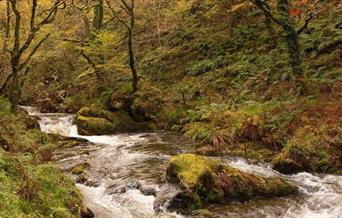 Dyfi Forest - Nant Gwernol