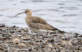 Waders and Wetlands at RSPB Ynys-hir