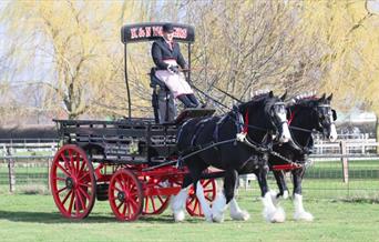 South Wales Shire Horse Show