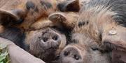 Have fun walking little Kunekune piggies in the lovely Senni Valley. A small group, charming experience in the Brecon Beacons