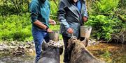 Take some pet KuneKune pigs for a walk and a paddle in Wales