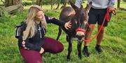 Take a gentle walk with a sweet little donkey in the Brecon Beacons National Park.