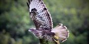 Falconry Experience Wales