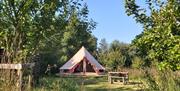 Orchard bell tent at Ffynnonwen