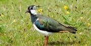 Lapwing - Image Credit: John Bowler