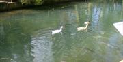 Take a short walk to the  Mill pond and visit our ducks and geese.