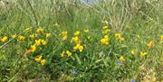 Wildflowers in the sand dunes