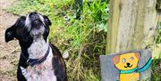Dogs Welcome camping and glamping