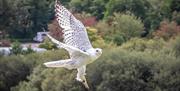 Flying Display at The British Bird of Prey Centre