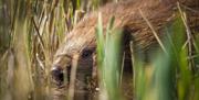 Cors Dyfi Nature Reserve | Beavers recently introduced