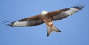 Gigrin Farm | Red Kite Centre