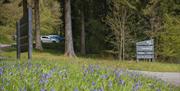 Cwm Rhaeadr Woodland