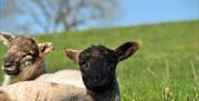 There are always cute little lambs available to cuddle during April and May
