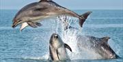 A group of four bottlenose dolphins pictured breaching the surface as they socialise near our dolphin spotting boats Ermol 5 and 6 during a trip along