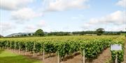 Kerry Vale Vineyard, near Montgomery