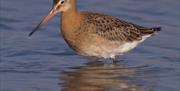 Black Tailed Godwit - Image Credit: Chris Gomersall