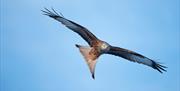 Red Kite - Image Credit: Ben Andrew