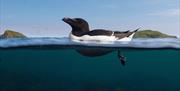 Razorbill - Image Credit: Aidan McCormick