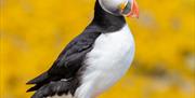 Puffin - Image Credit: Aidan McCormick