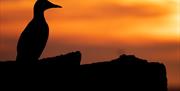 Guillemot - Image Credit: Aidan McCormick