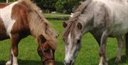 Shire Horse Centre