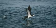 Manx Shearwater - Image Credit: Chris Gomersall