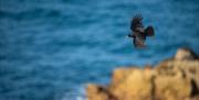 Chough - Image Credit: Ben Andrew