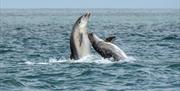 A pair of bottlenose dolphins pictured breaching the surface as they socialise near our dolphin spotting boat Ermol 5 during a two hour trip along the
