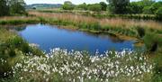 Cors Caron in summer