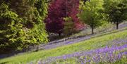 Bluebells at the Washpool