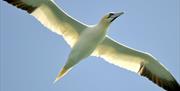 Gannets are a favourite sea bird to spot during a dolphin trip, they are brighter white, with black wingtips and are pointy at the back as well as the